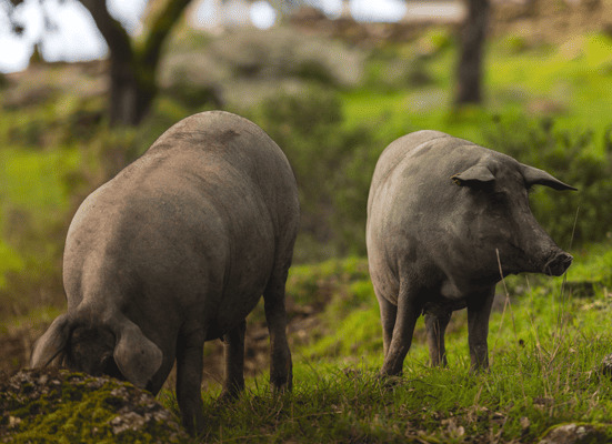 Heo Iberico ăn sồi bellota