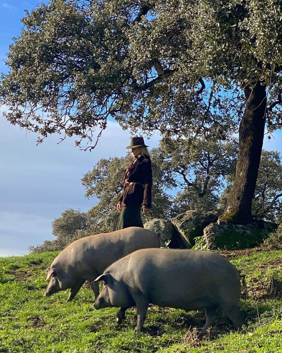 Heo Iberico ăn sồi Bellota