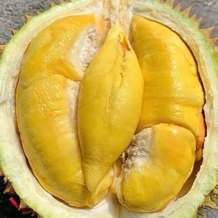 Sầu riêng Malaysia chuẩn