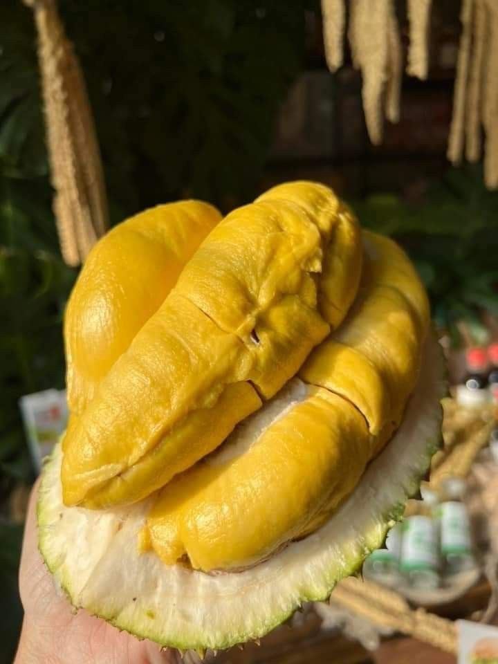 Sầu riêng Musang King