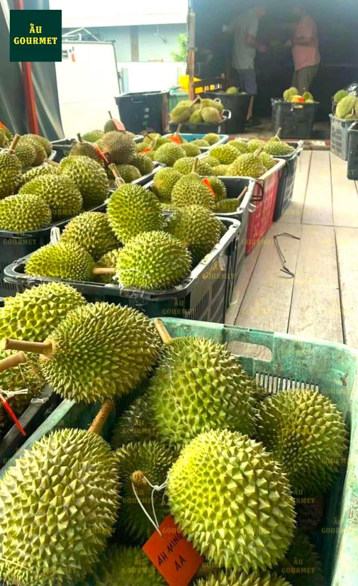 Sầu riêng Musang King nhập khẩu