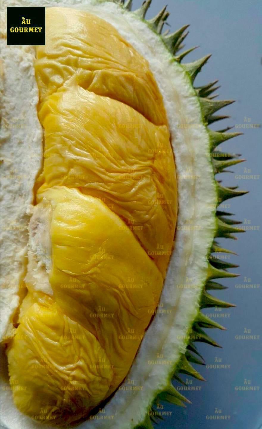 Sầu riêng Musang King tươi là gì? Vì sao loại sầu này được giới sành ăn săn đón?